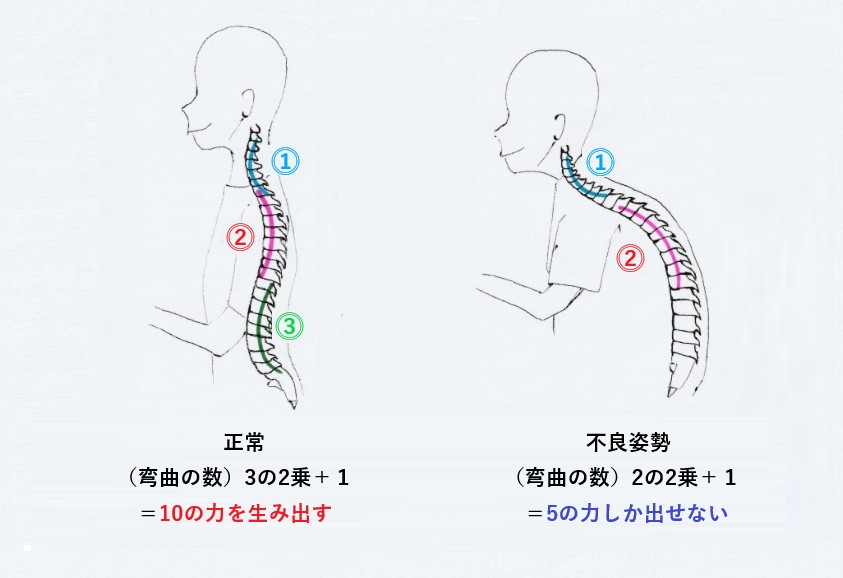 正常な姿勢の背骨は弯曲の数3つの2乗＋1=10の力を生み出す
不良姿勢の背骨は弯曲の数2つの2乗＋1=5の力を生み出す